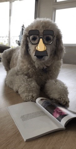 AR Snapshots: Your Cats & Dogs Can Join in Your AR Antics with These Pet-Friendly Snapchat Lenses